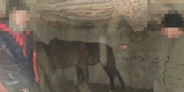 Скотник из ВКО украл 15 лошадей и попытался замести следы