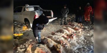 Браконьеров с 10 тушами сайги задержали в Актюбинской области