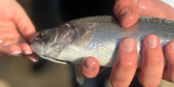 Рыбная отрасль Казахстана демонстрирует устойчивый рост