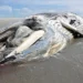 У берегов Северного моря нашли гигантского мертвого кита
