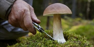 Когда начинается грибной сезон: как и когда собирать грибы правильно