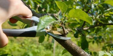 Почему некоторые деревья стоит обрезать еще летом – эксперты