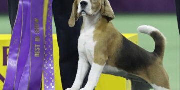 Miss P, a 15-inch beagle, and handler William Alexander, react after winning the Best in Show at the Westminster Kennel Club dog show Tuesday, Feb. 17, 2015, in New York. (AP Photo/Frank Franklin II) ORG XMIT: MSG215