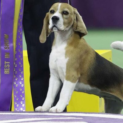 Miss P, a 15-inch beagle, and handler William Alexander, react after winning the Best in Show at the Westminster Kennel Club dog show Tuesday, Feb. 17, 2015, in New York. (AP Photo/Frank Franklin II) ORG XMIT: MSG215