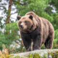 Brown bear on a rock