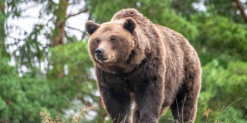 Brown bear on a rock