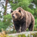 Brown bear on a rock